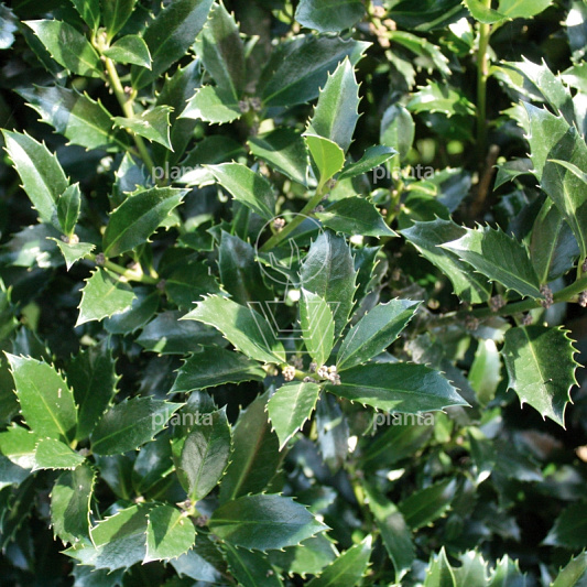 Ilex meserveae 'Heckenpracht'
