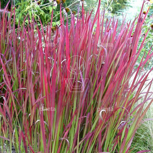 Imperata cylindrica 'Red Baron'
