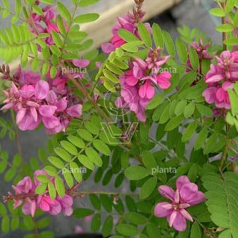 Indigofera heterantha