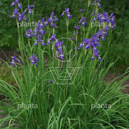 Iris sibirica 'Blue King'