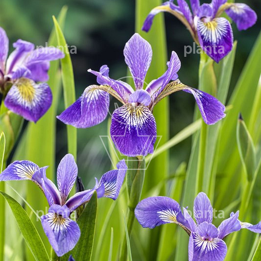 Iris versicolor