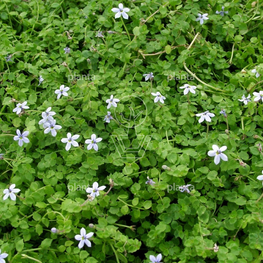 Isotoma fluviatilis