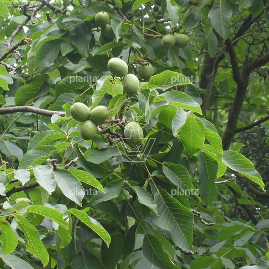 Juglans regia 'Broadview'