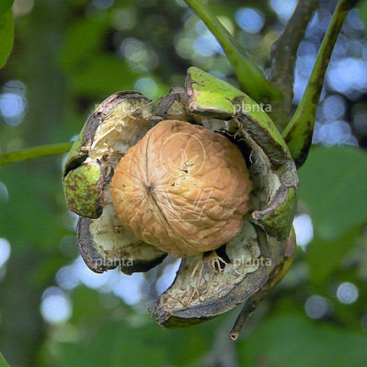 Juglans regia 'Buccaneer'