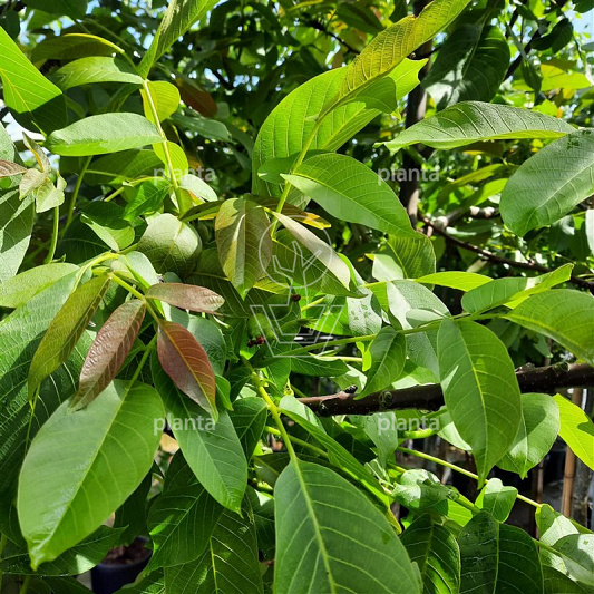 Juglans regia 'Coenen'