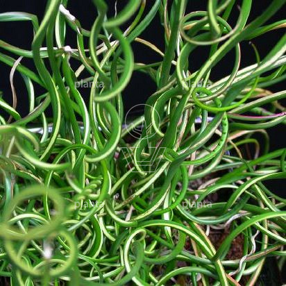 Juncus effusus 'Spiralis'