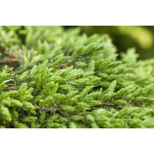 Juniperus communis 'Repanda'