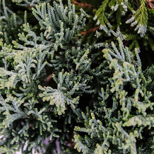 Juniperus horizontalis 'Wiltonii'