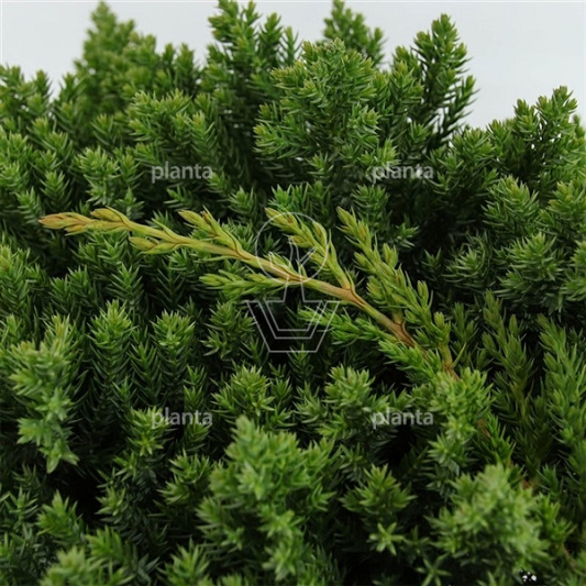 Juniperus procumbens 'Nana'