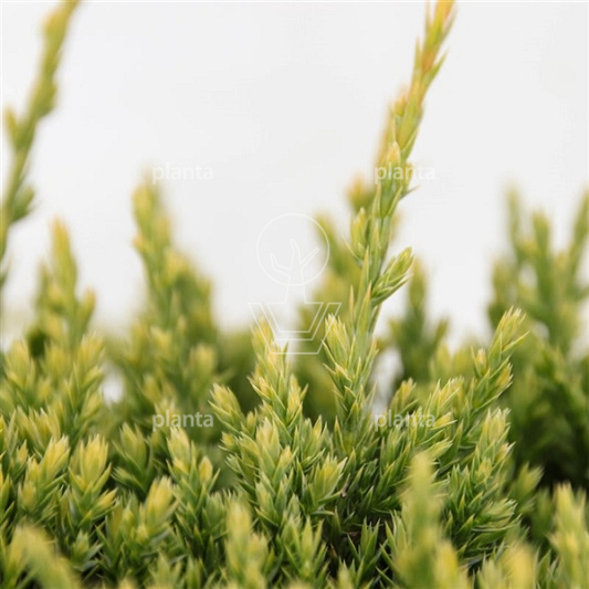 Juniperus squamata 'Holger'