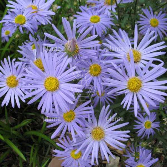 Kalimeris incisa 'Blue Star'