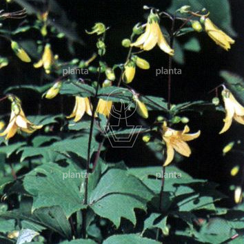 Kirengeshoma palmata