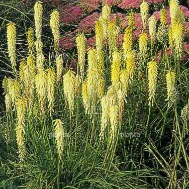 Kniphofia 'Little Maid'