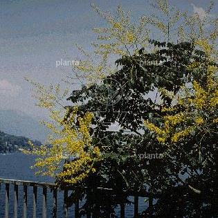 Koelreuteria paniculata