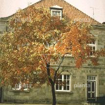 Koelreuteria paniculata