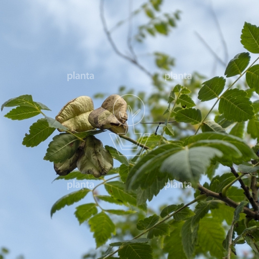 Koelreuteria paniculata
