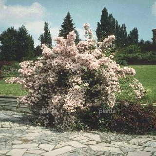Kolkwitzia amabilis