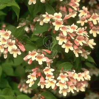 Kolkwitzia amabilis