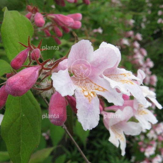 Kolkwitzia amabilis