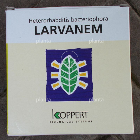 Koppert Larvanem