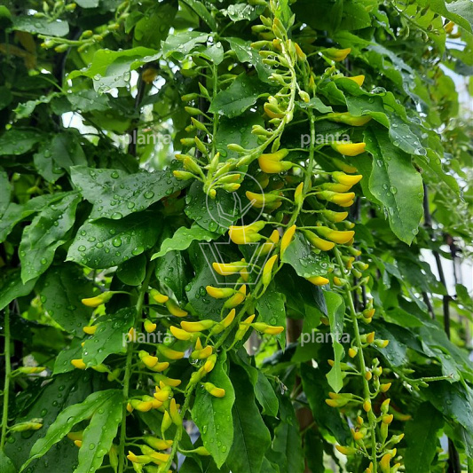 Laburnum alpinum 'Pendulum'