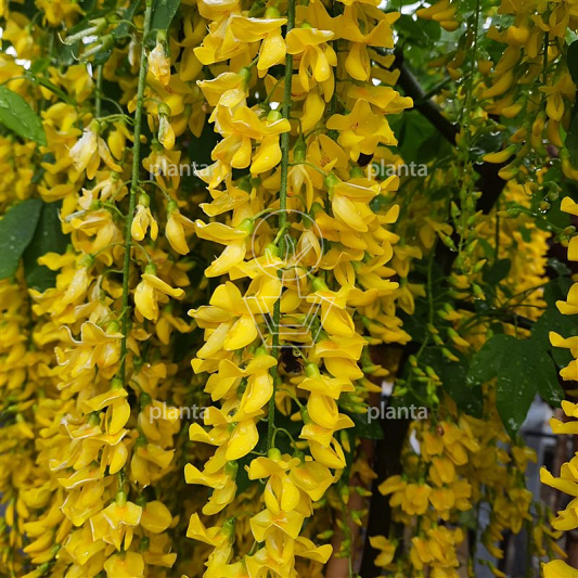 Laburnum watereri 'Vossii'