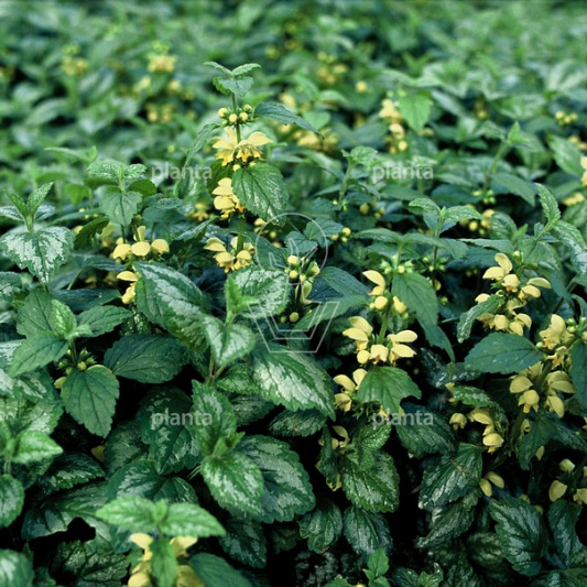 Lamiastrum galeobdolon 'Florentinum'