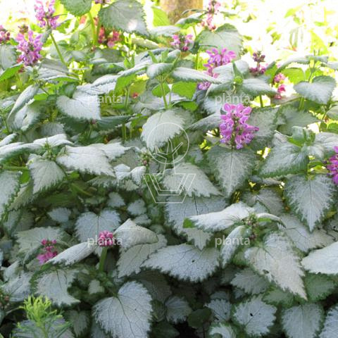 Lamium maculatum 'Beacon Silver'