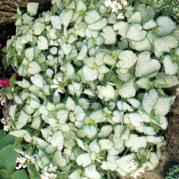 Lamium maculatum 'White Nancy'