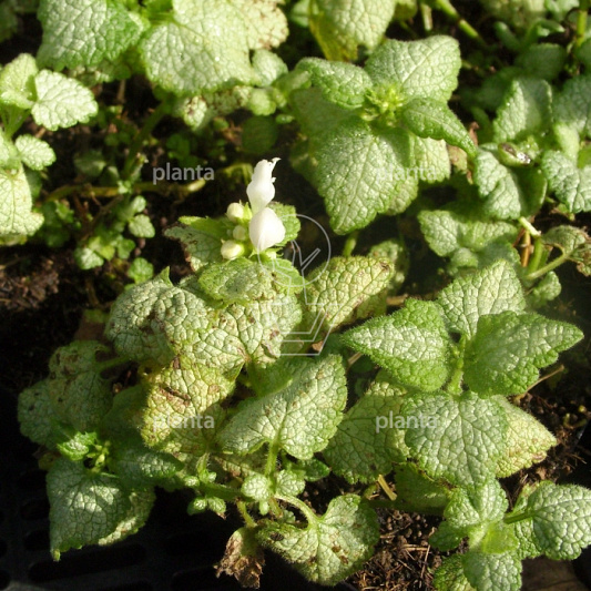 Lamium maculatum 'White Nancy'