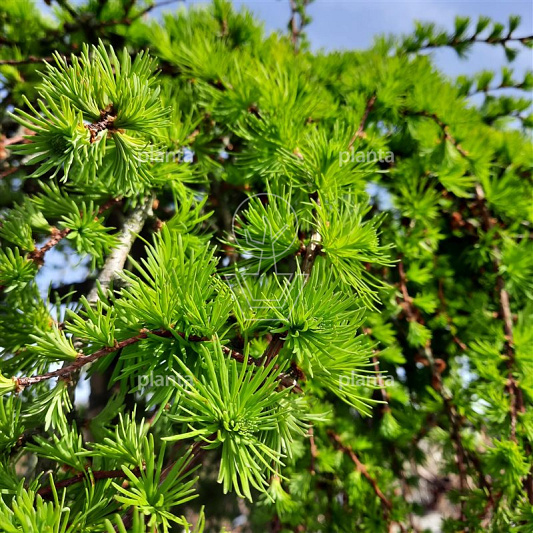 Larix kaempferi 'Stiff Weeper'