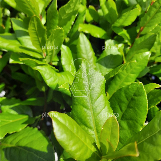 Laurus nobilis