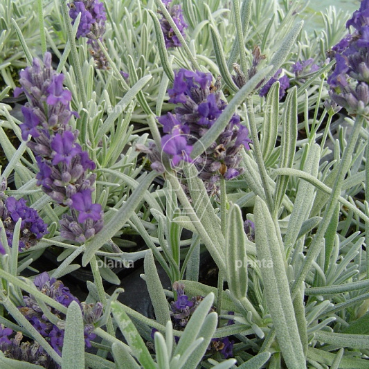 Lavandula angustifolia 'Richard Gray'