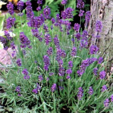 Lavandula angustifolia 'Dwarf Blue'