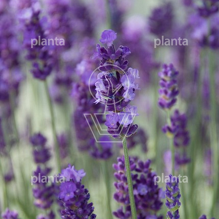 Lavandula angustifolia 'Hidcote'