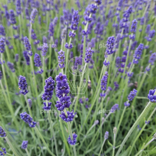 Lavandula angustifolia 'Hidcote'