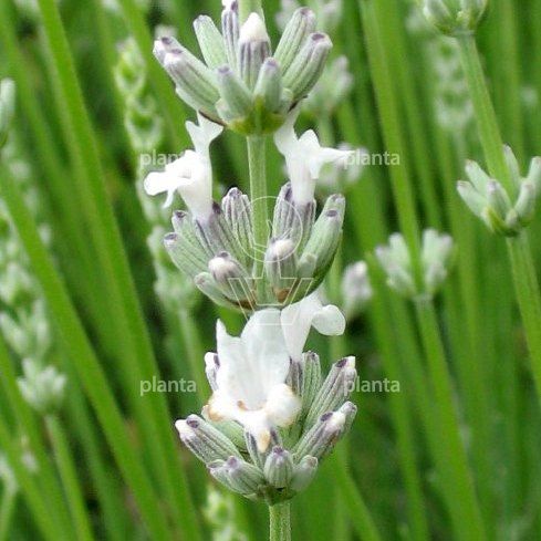 Lavandula intermedia 'Edelweiss'