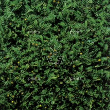 Leptinella squalida