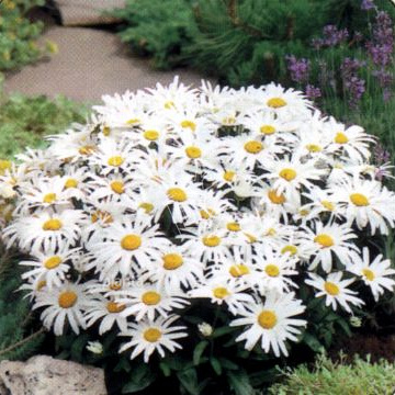 Leucanthemum (S) 'Silberprinzessche