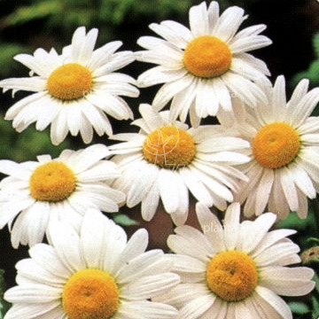 Leucanthemum vulgare 'Maikönigin'
