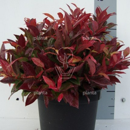 Leucothoe 'Zeblid'