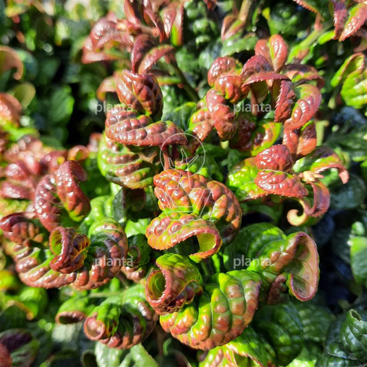 Leucothoe axillaris 'Curly Red'