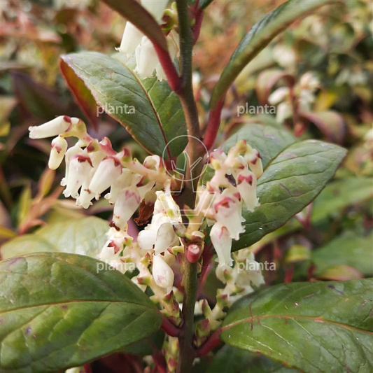 Leucothoe fontanesiana 'Makijaz' (R)