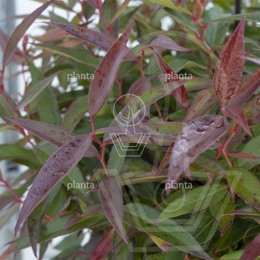 Leucothoe keiskei 'Burning Love' 