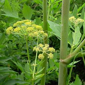 Levisticum officinale