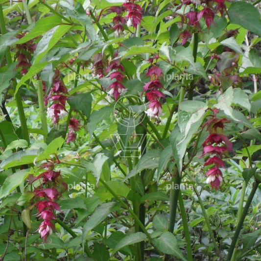 Leycesteria formosa