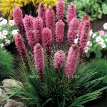 Liatris spicata