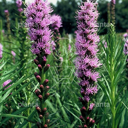 Liatris spicata