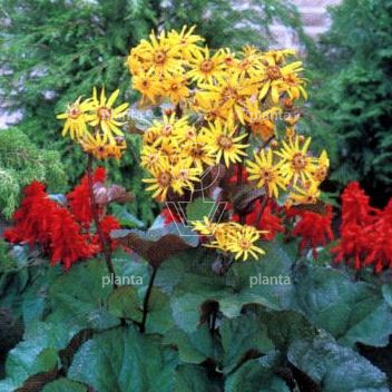 Ligularia dentata 'Othello'