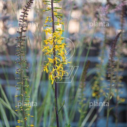 Ligularia przewalskii